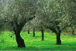 oliveira arvore