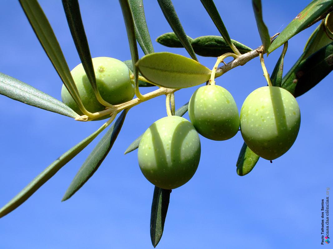 oliveira fruto