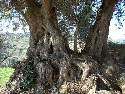 oliveira tronco