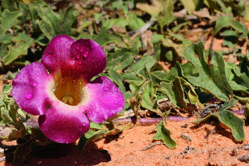 garra diabo - flor