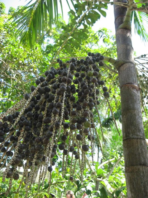 acai frutos