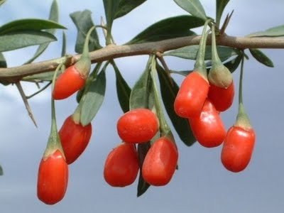 goji