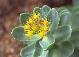 Rhodiola rosea - Raiz de Ouro, a planta para melhorar a memria e controlar o estresse. Rhodiola rosea.