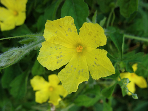 melao sao caetano flor