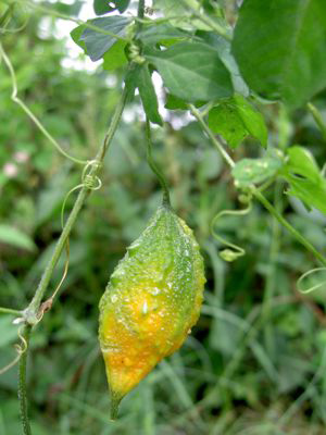 melao sao caetano fruto1