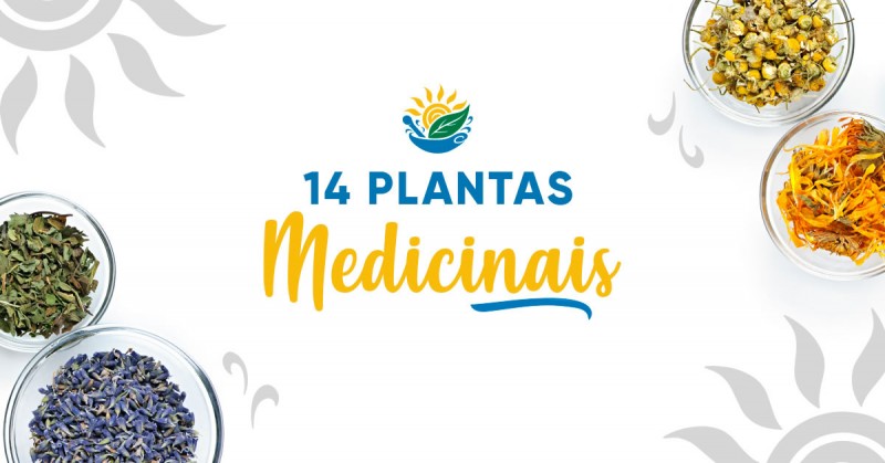 Veja 14 plantas medicinais que voc precisa conhecer!