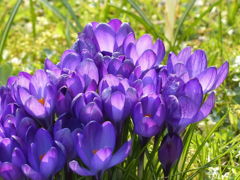 O Crocus sativus alm de reduzir a ansiedade, ajuda no emagrecimento