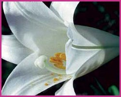 Foto Easter Lily