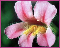 Foto Pink Monkeyflower