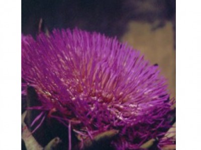 Alcachofra (Floral Saint Germain) - Soluo Oral (manipulado e diludo para pronto uso) 30mL