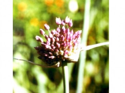 Foto Allium