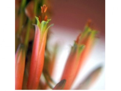 Aloe (Floral Saint Germain) - Soluo Oral (manipulado e diludo para pronto uso) 30mL