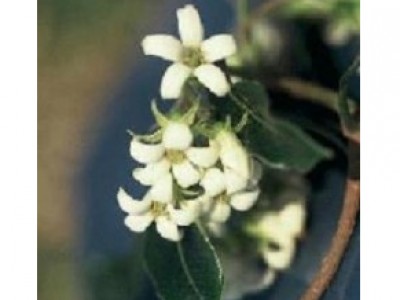 Canela (Floral Saint Germain)