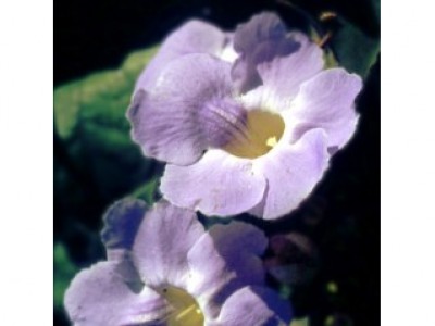 Grandiflora - Soluo Oral (manipulado e diludo para pronto uso) 30mL