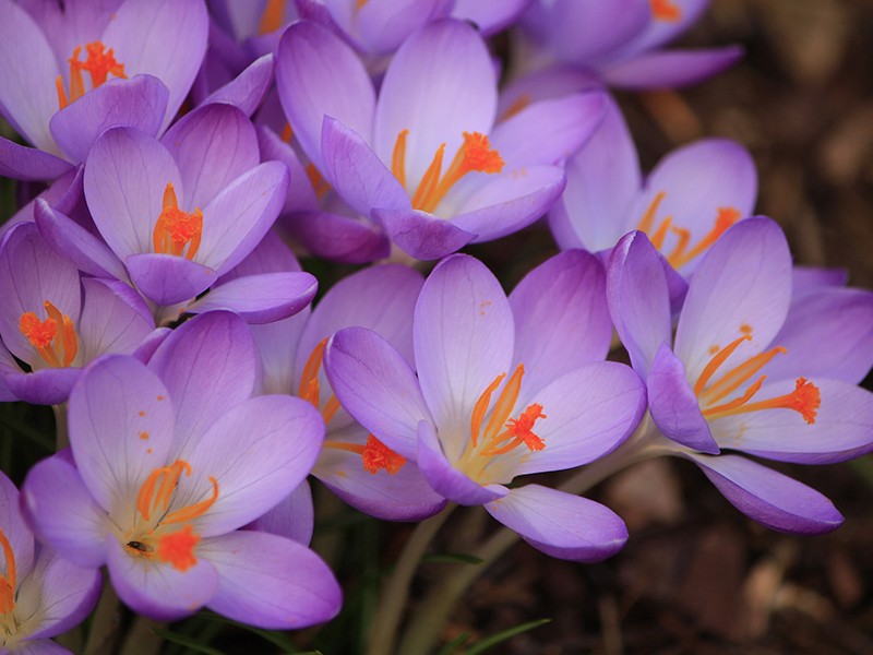 Foto Crocus sativus/Aafro verdadeiro