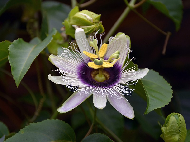 Foto Maracuj (Passiflora)