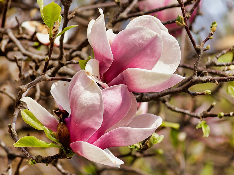 Foto Magnolia