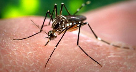 Repelente NATURAL contra o Zika vírus