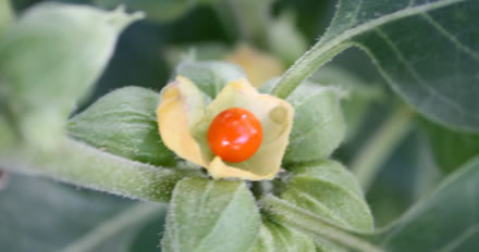 Ashwagandha: A Medicina Ayurveda no Ocidente