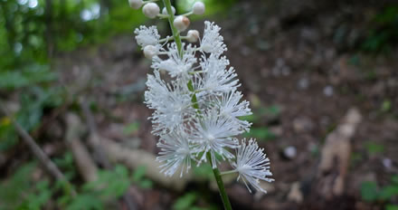 Black cohosh, fitoterpico ou floral?