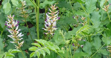 Vitex para a saúde da mulher