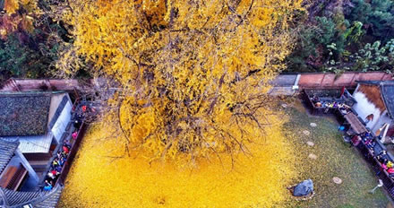 Ginkgo biloba, o fitoterápico mais antigo da Terra.