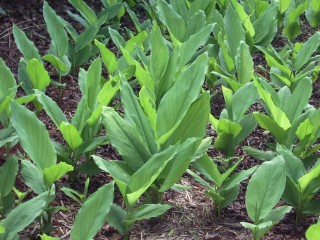 curcuma plantio