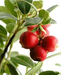 cranberry planta