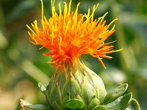 cartamo flor