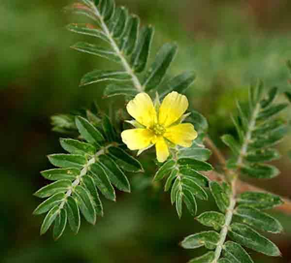 tribulus planta