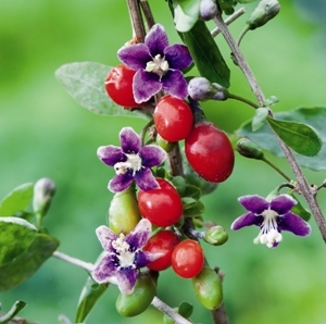 goji berry flor e fruto