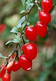 goji berry fruto