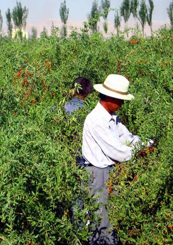 goji berry plantacao