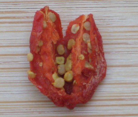 goji berry sementes