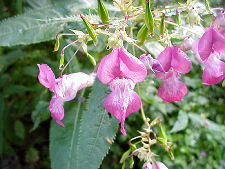 floral - impatiens