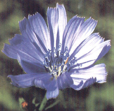 floral - chicory