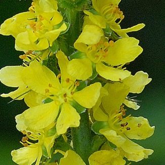 floral - agrimony