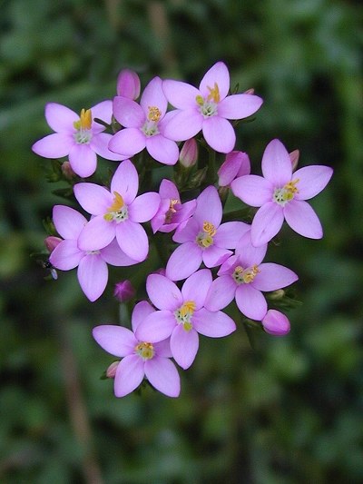 floral - centaury