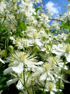 floral - clematis