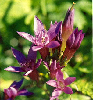 floral - gentian