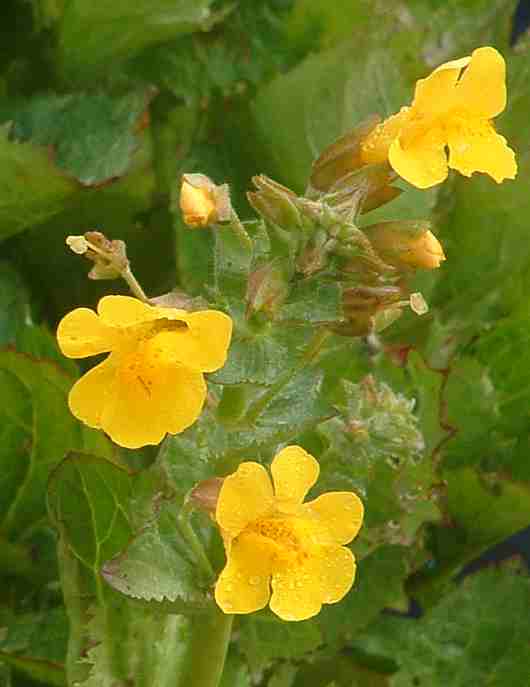 floral - mimulus