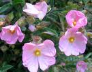 floral - rock rose