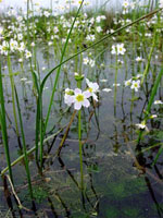 floral - water violet