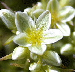 floral - scleranthus