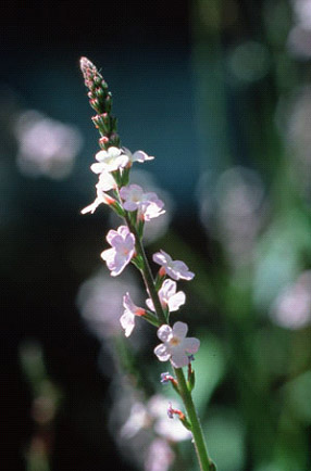 floral - vervain