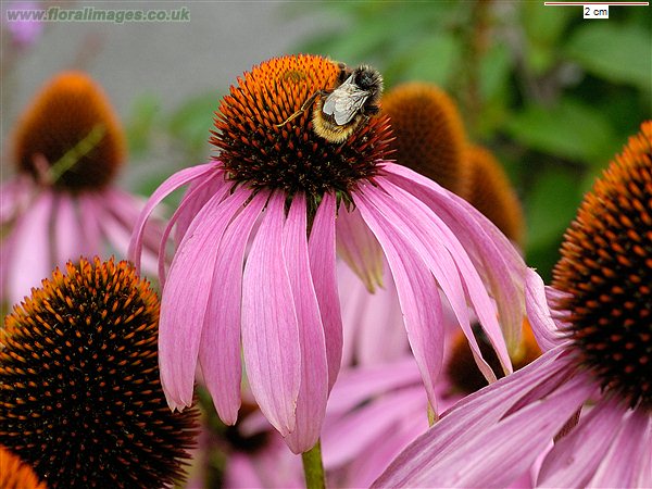 echinacea flor