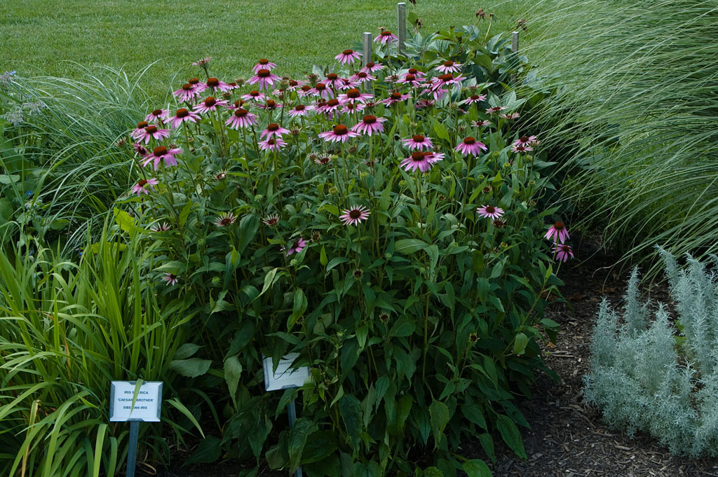 echinacea planta