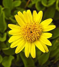 arnica - flor