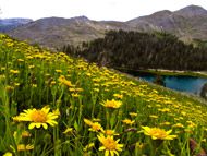 arnica - flor campo