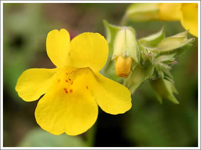 mimulus 2